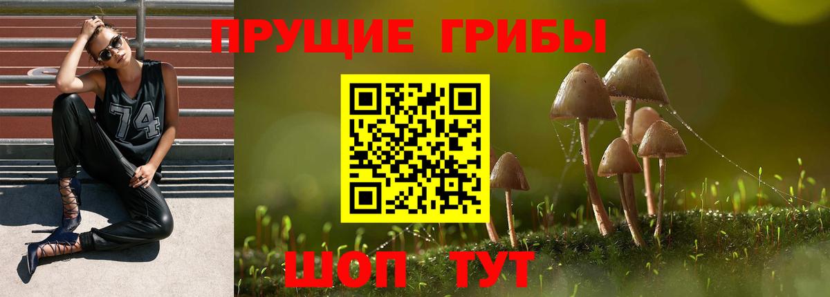 Псилоцибиновые грибы Psilocybe  Вход с VPN  Черняховск 